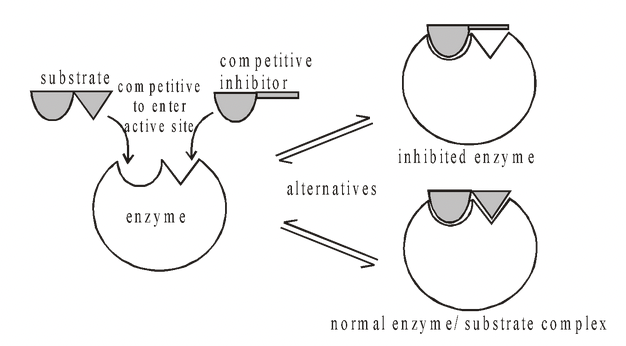 Enzyme Inhibition